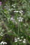 Hedge parsley
